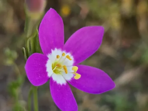 Zeltnera