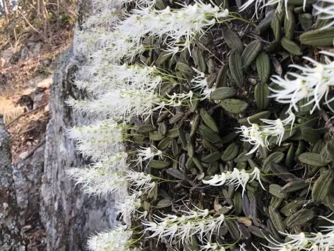 Dendrobium