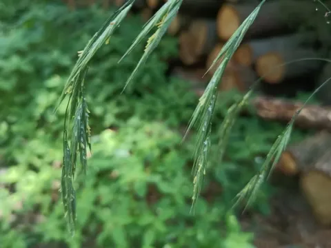 Beneken's brome
