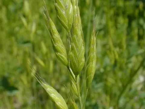 Bromus pseudothominii