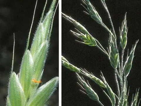 Bromus grossus