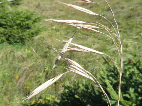 Pannonian brome