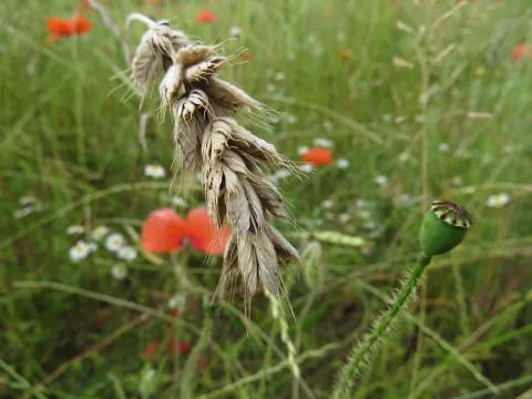 Interrupt brome