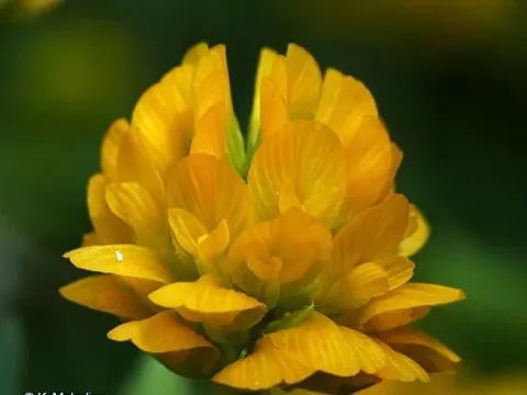 Velenovsky's Clover