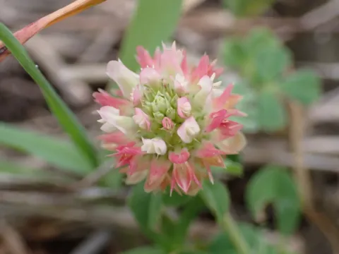 Trifolium argutum