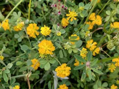 Bruttium clover