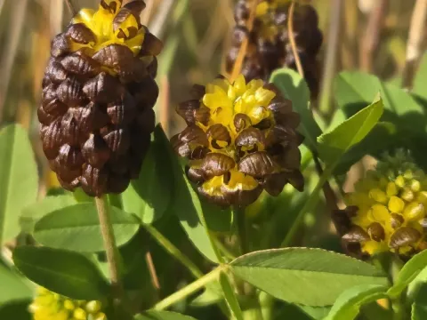 Chestnut clover
