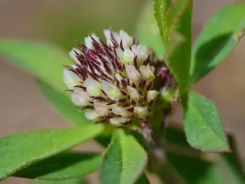 Boccone's clover