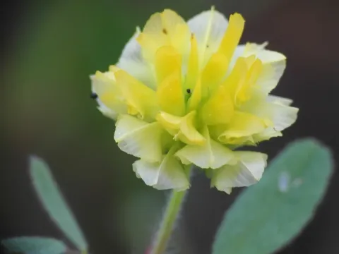 Boissier clover