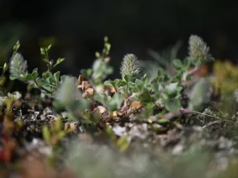 Wood clover