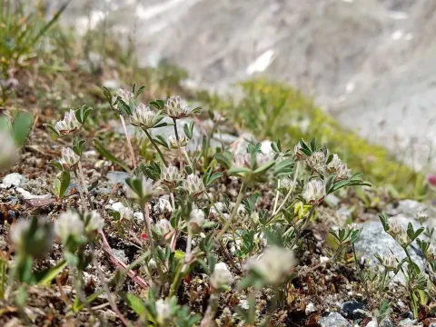 Rock clover