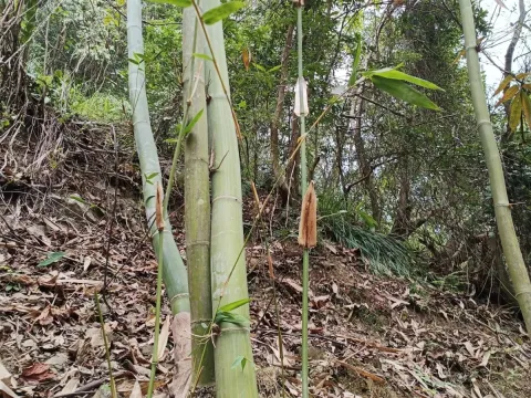 Dendrocalamus