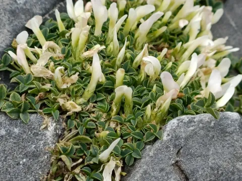 Single-flowered clover