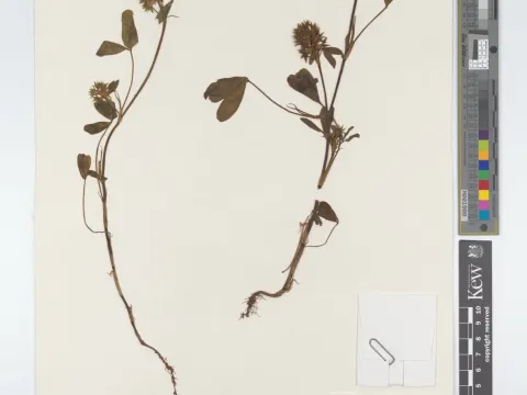 Dark clover
