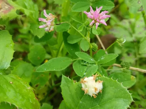 Clusius clover