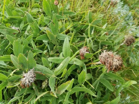 Noric clover