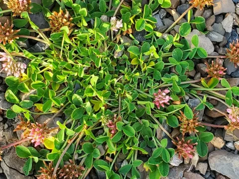 Thal's clover