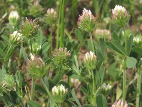 Pale-flowered clover
