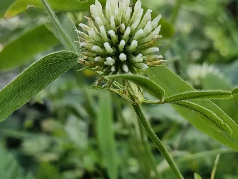 Trifolium cinctum