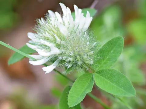 Pignant's clover