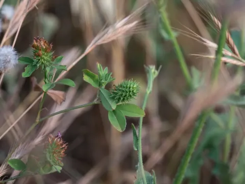 Prickly clover