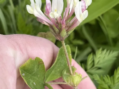 Shield clover