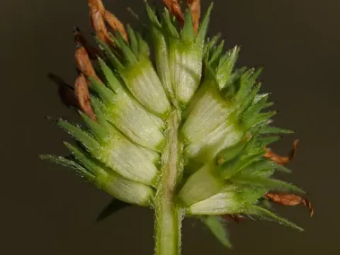 Constantinople clover