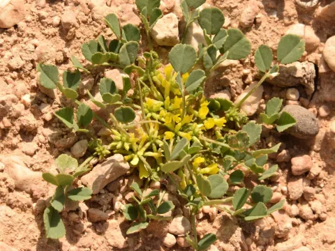 Star fenugreek