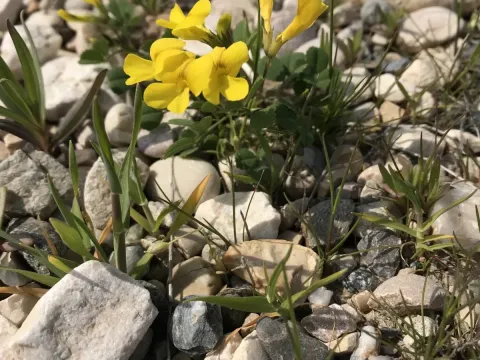 Medicago monantha