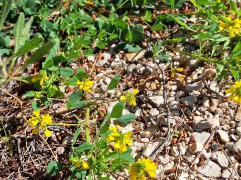 Fenugreek