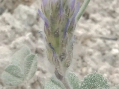 Blue fenugreek