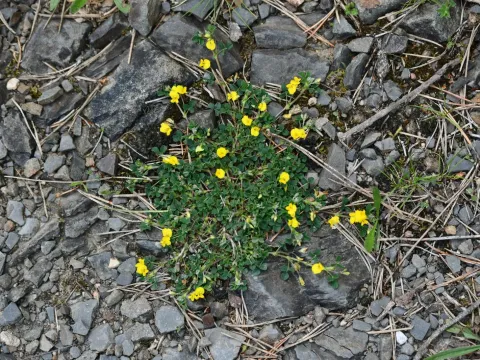Hybrid alfalfa