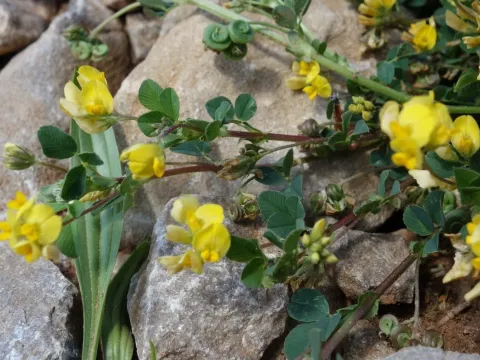 Medicago suffruticosa