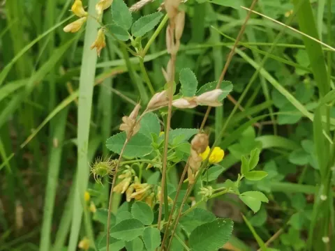Karst alfalfa