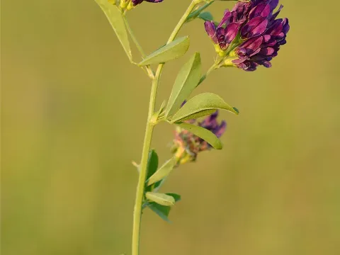 Medicago tenoreana