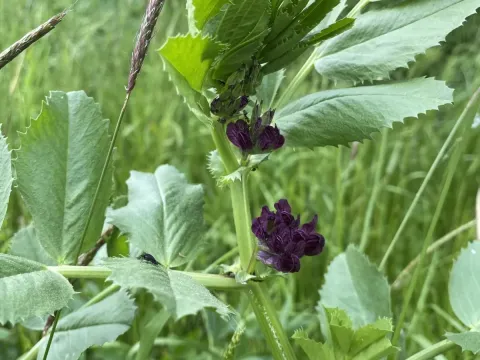 Vicia serratifolia