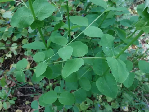 Vicia pisiformis