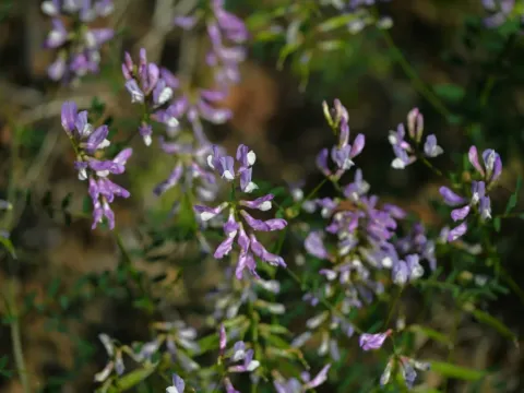 Vicia altissima