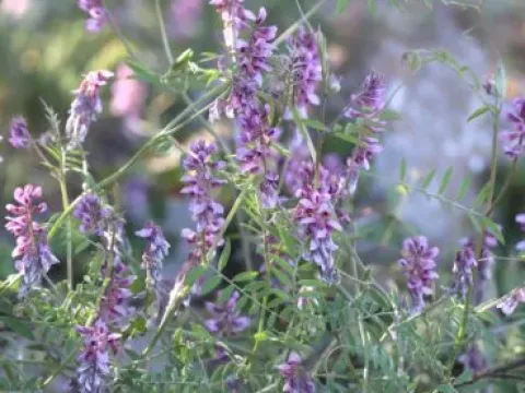 Vicia monardii