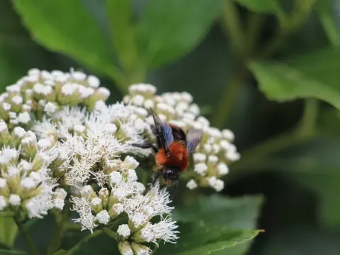 Ageratina