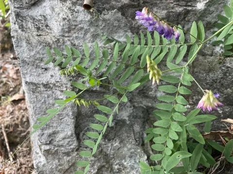 Cassubian vetch