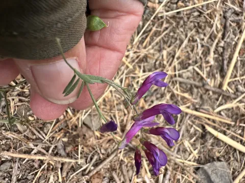 Вика шерстистоплодная