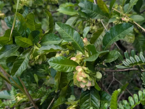 Hop bush