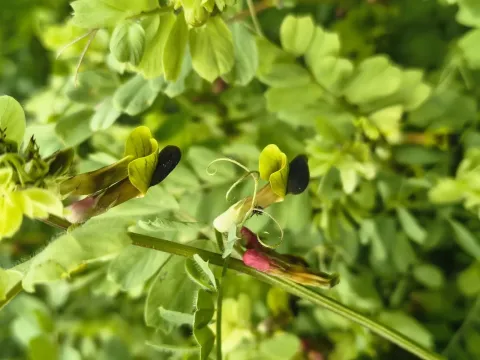 Black vetch
