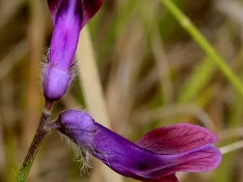 Costae Vetch