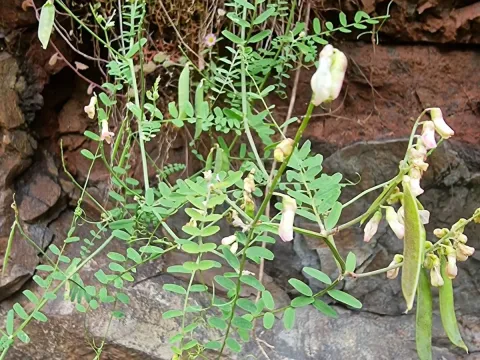 Hairy vetchling