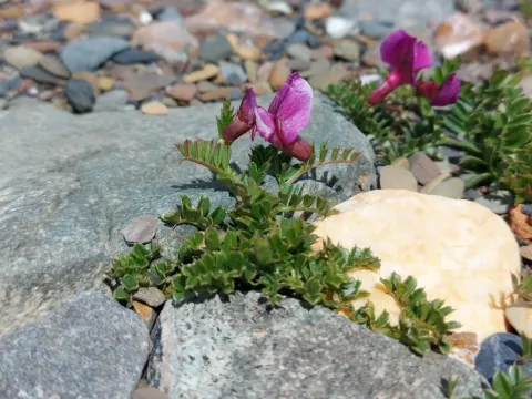 Pyrenean vetch