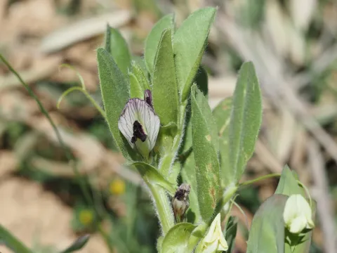 Vicia johannis