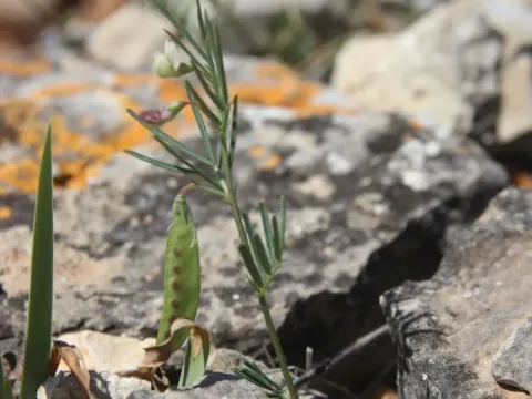 Rock vetch