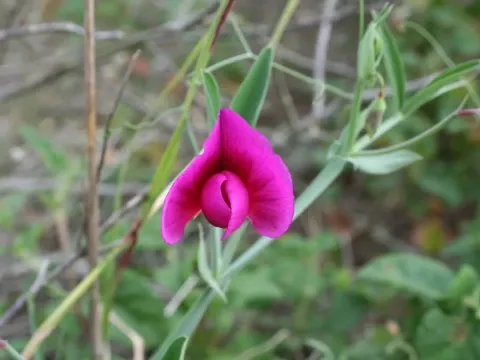 Lathyrus tremolsianus